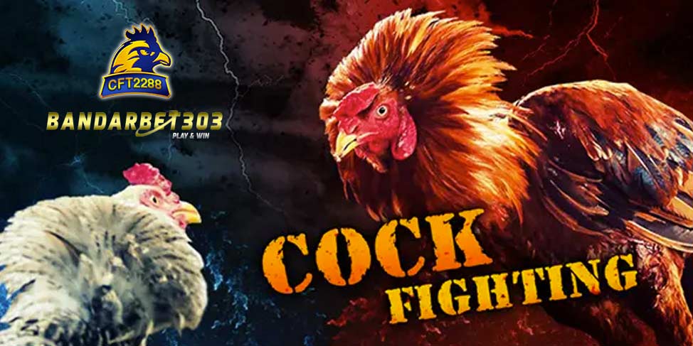Situs Judi Agen Sabung Ayam Online CFT2288 Terpercaya Di Indonesia