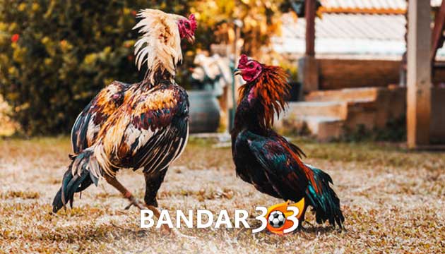 Ciri Khas Sabung Ayam Bangkok Berkualitas Juara Unggulan