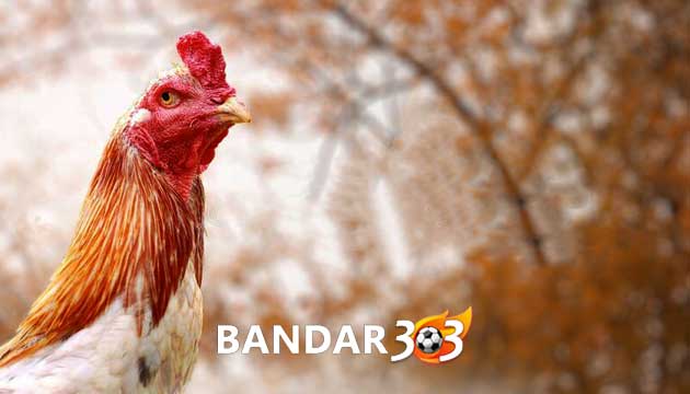 Ciri Utama Penentu Kemenangan Ayam Bangkok Saat Diadu