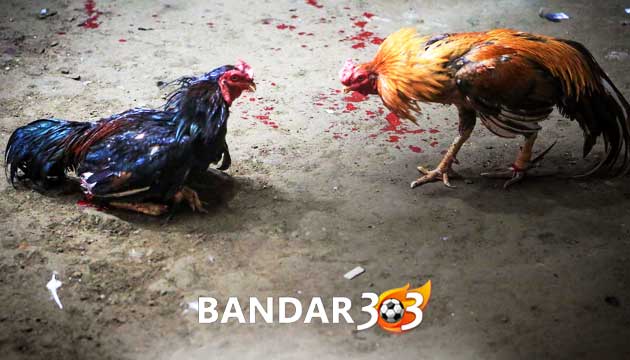 Fisik Utama Ayam Bangkok Super Pukul KO Hingga Mati Di Arena Laga