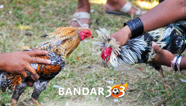 Trik Rahasia Melatih Pukulan Ayam Bangkok Petarung Siap Adu